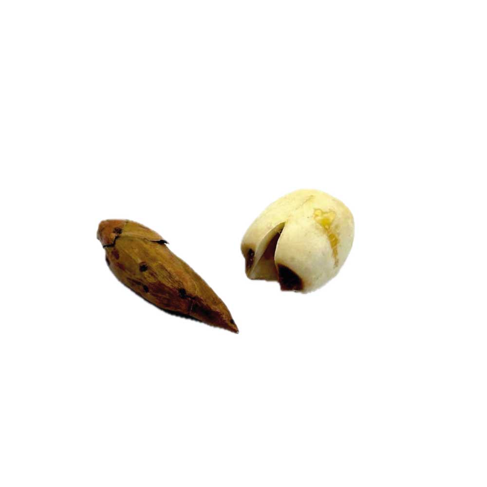 Adam and Eve Roots for love spells, passion, and divine union rituals