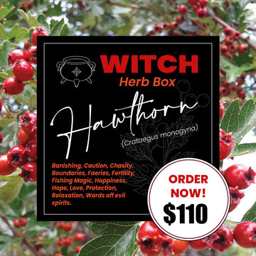 HAWTHORN - Witch Herb Box