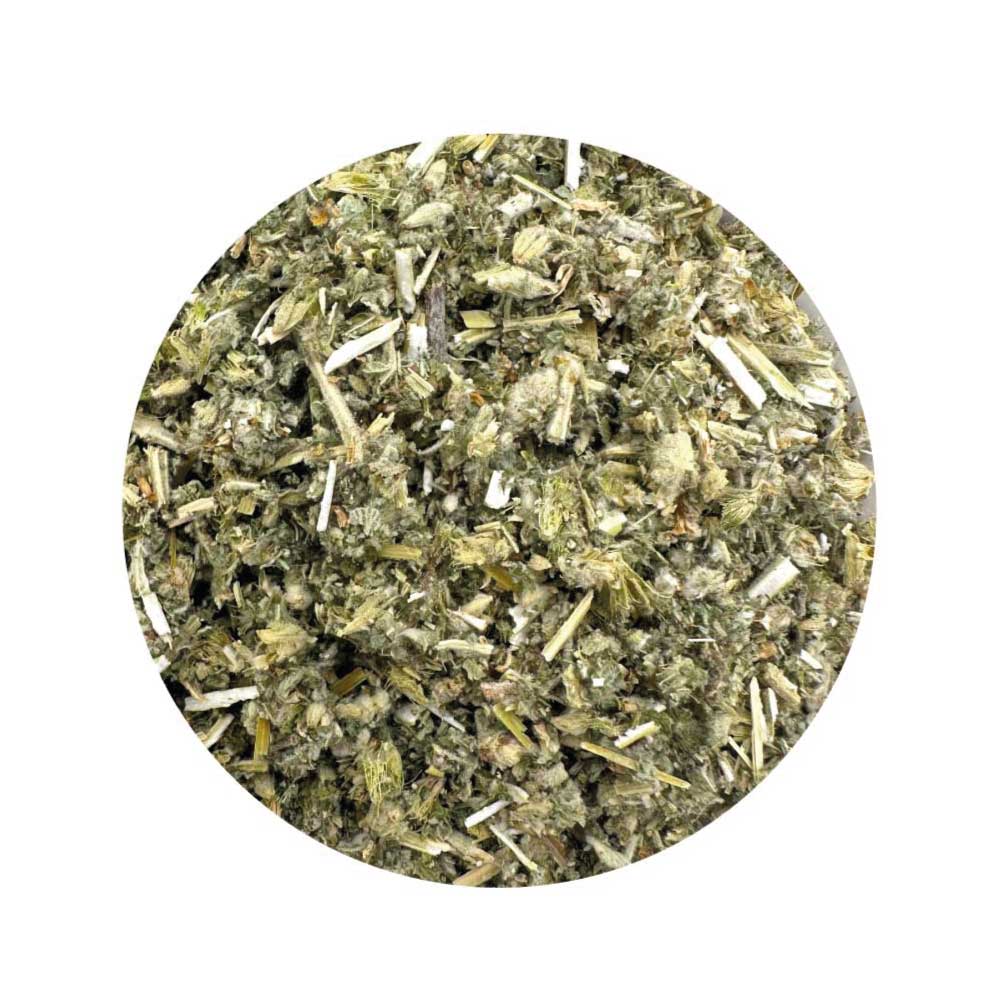 Horehound herb for protection and magical cleansing